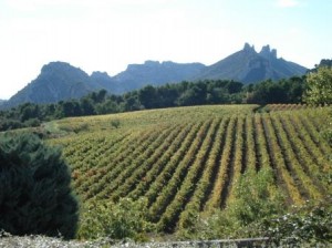 Rhone-valley-vineyards-with-dentelles-de-montmirail-in-background